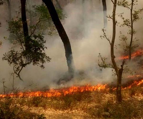 Indian farmers step up illegal fires as Delhi air crisis worsens