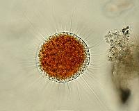 Predation in ancient microbial ecosystems dates back 740M years