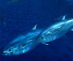 WWF urges Japanese to stop eating endangered bluefin tuna