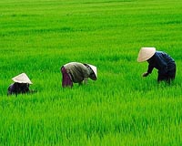 Dutch 'paddy power' pulls electricity from rice fields