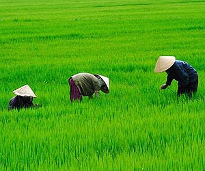 Bigger profits for Asian rice producers?