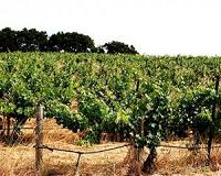 French pride fizzes as UNESCO lists Champagne and Burgundy vineyards