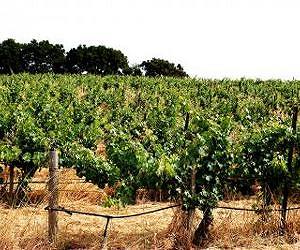 Robots, recycling map route to greener French wine