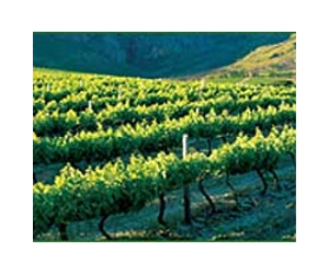 Chile quake wrecks vineyards, wine stocks