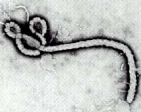 Vaccine For Ebola Virus