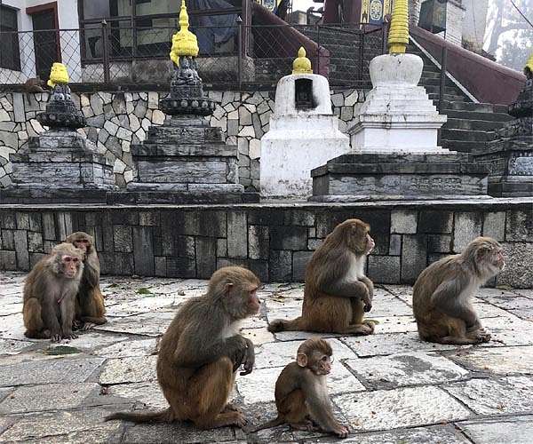 Nepal boosts anti-poaching patrols after jailbreaks
