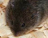 Global Warming Linked To European Viral Epidemic