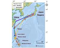 Migratory wading birds tracked over 6000-8000 km round trip
