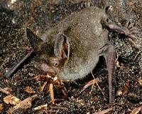 Fossil of large 'walking' bat discovered in New Zealand reveals ancient lineage