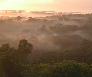 World's smelliest and largest flower blooms in Brazil