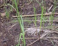 Effective control of invasive weeds can help attempts at reforestation in Panama