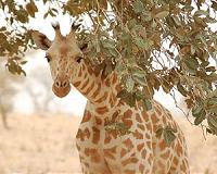 Giraffe population down 40 percent in past 15 years, could face extinction