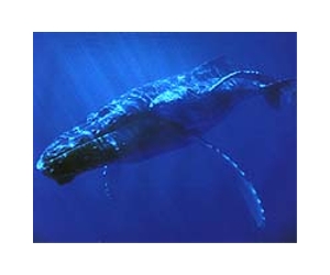 Sonar mapping for oil killed Madagascar whales: study