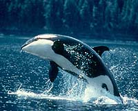 7 Puget Sound killer whales feared dead