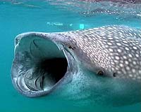 Whale shark factory found in China: conservationists