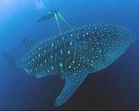 How old are whale sharks? Nuclear bomb legacy reveals their age