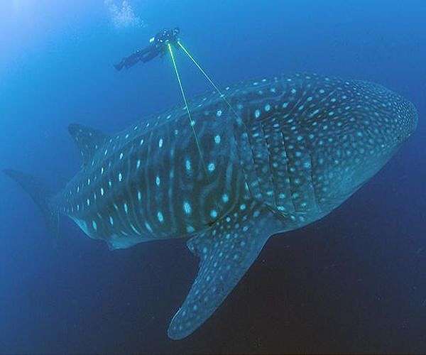 China aquarium's 'fake' whale shark flops with angry visitors