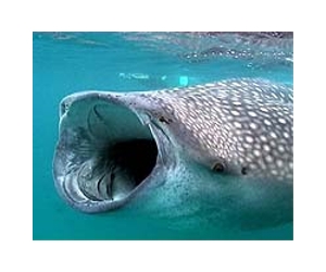Victory for vulnerable whale sharks at Pacific meeting