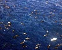 Hundreds of sharks snarled by plastic in the world's oceans, scientists warn