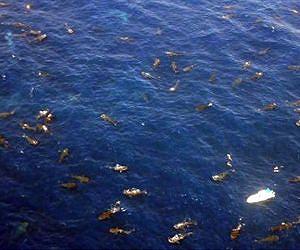 Scientists discover the largest assembly of whale sharks ever recorded