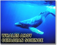 Japan whale restaurants cheer hunt resumption