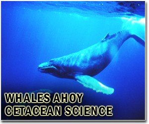 Conservationists, big oil join forces to help whales