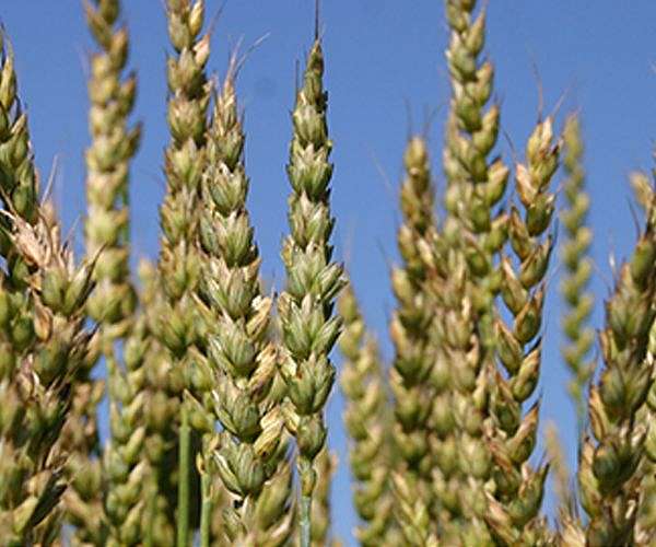 Groundwater depletion means 'peak grain' has come, gone for some High Plains states