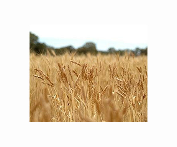 Dry year leaves Syria wheat farmers facing crop failure