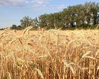 Designer wheat fails anti-aphid field test