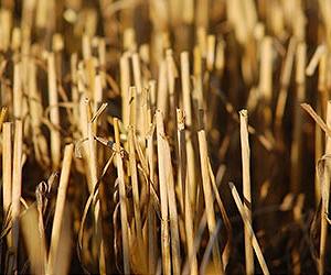 Breeding better grasses for food and fuel
