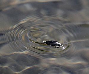 Engineering professor looks to whirligig beetle for bio inspired robots