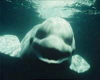 Arctic beluga whale 'swimming strongly' in Thames estuary