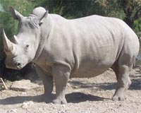 Sudan, the world's last male northern white rhino, dies aged 45