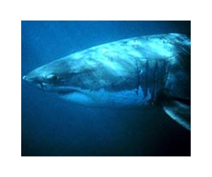 First Census Finds Surprisingly Few White Sharks Off California