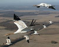 Fake crane project brings birds back to Britain