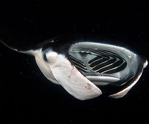 Mantas, devil rays butchered for apothecary trade now identifiable