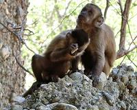 Capuchin monkeys produce sharp stone flakes similar to tools