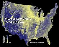 Bee decline threatens US crop production