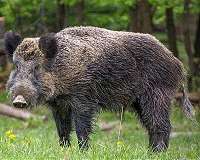 In bear country Romania, cohabitation grows strenuous