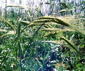 Wild cereals threatened by global warming