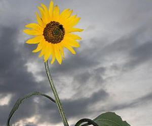 US a surprisingly large reservoir of crop plant diversity