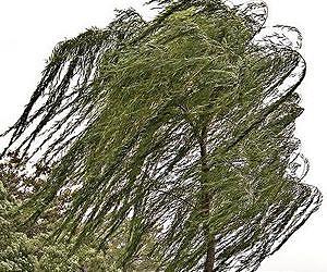 Wind in the willows boosts biofuel production