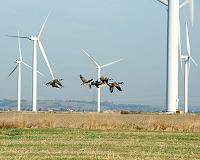 Wind turbine design and placement can mitigate negative effect on birds