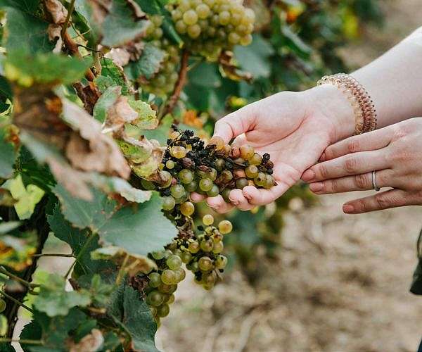 Harvest starts very early in Sicily's drought-hit vineyards
