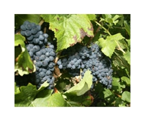 Missouri Grapes Hold Key To Improving World Grape Production