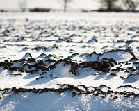 Warmer temperatures stimulate diversity of soil fungi