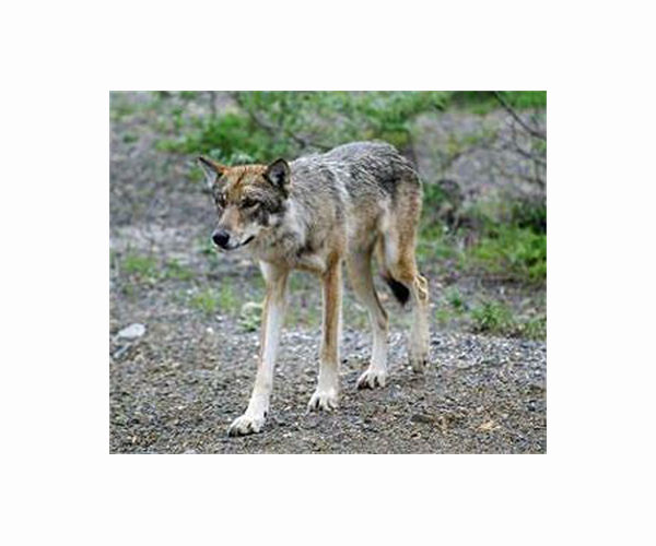 US state reports first litter of wolf pups in 80 years