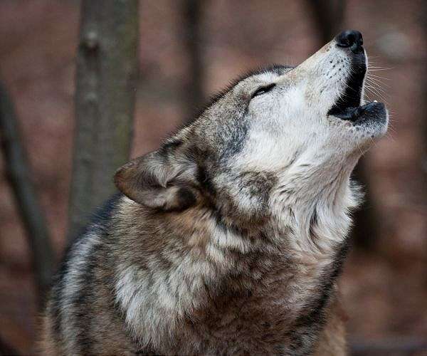 Ranchers battle wolves in Colorado wilds as reintroduction looms