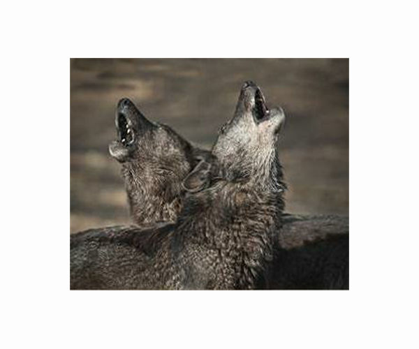 Wolves can bond with their human handlers, but still unfit as pets