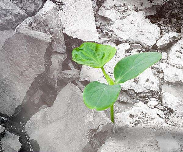 Using nature's recipe for 3D-printed wood